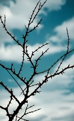 Fototapeta na wymiar thorny branches against a cloudy sky