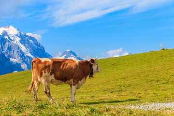 Fototapeta na wymiar Cow grazing on a green alpine meadow in the Swiss Alps, Switzerland