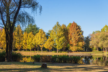 彩の森入間公園／秋の紅葉と池／日本埼玉県