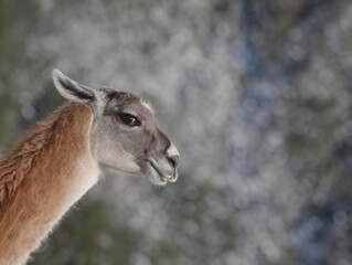 portrait  llama on a blurred gray background