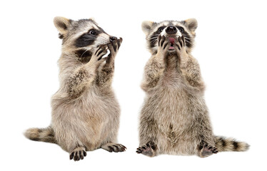 Two cute amazed raccoons isolated on white background