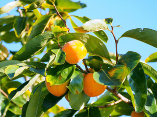 
色づきはじめた未熟な柿
