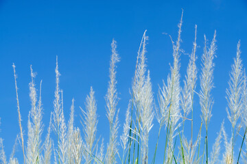 reeds grass flower