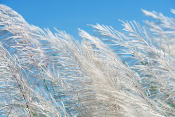 reeds grass flower
