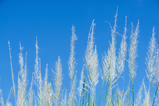 reeds grass flower © sakhorn38