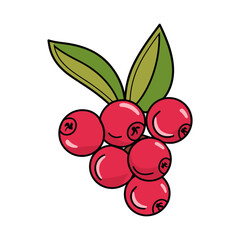 cranberry isolated vector