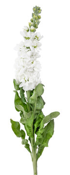 White mathiola isolated on white background. Mathiola White Flowers Spring.