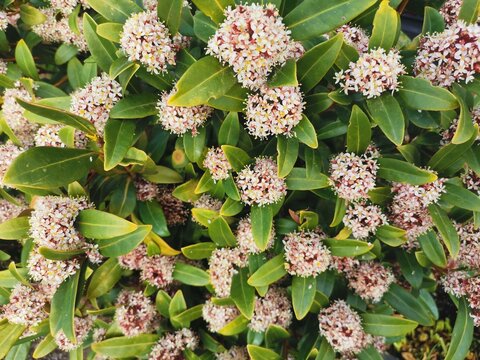 Full frame image of skimmia japonica in bloom with foliage