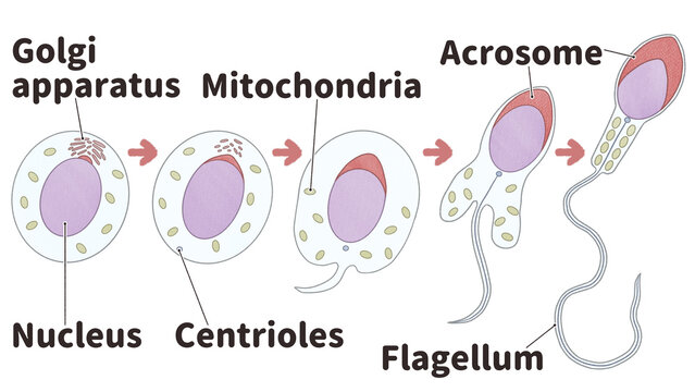 Explain spermatogenesis with labelled diagram PNG