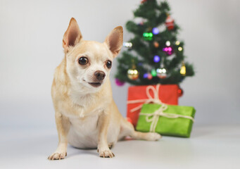 brown short hair chihuahua dog sitting on white background with Christmas tree and red and green gift box. looking sideway.