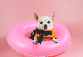 cute brown short hair chihuahua dog wearing orange life jacket or life vest sitting  in pink...