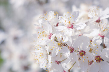 White cherry tree branch blossom on spring . Beautiful flowers.