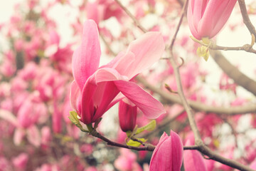 Pink magnolia (Magnoliaceae), blossoms in spring, beautiful spring flowers on sunny day.
