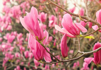 Obraz premium Pink magnolia (Magnoliaceae), blossoms in spring, beautiful spring flowers on sunny day.