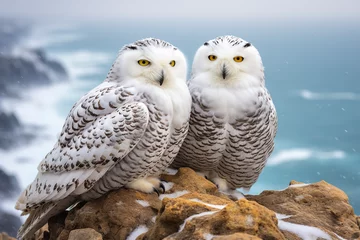 Photo sur Plexiglas Harfang des neiges Overlooking a vast polar panorama, two snowy owls stand united, their silent bond evident as they witness the onset of a gentle snowfall.
