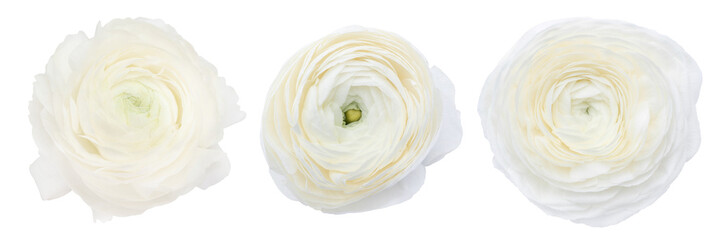 White Ranunculus Isolated on a White Background