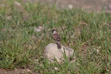 Bird in the wilderness.