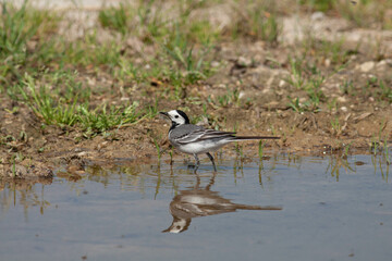 Bird in the wilderness.