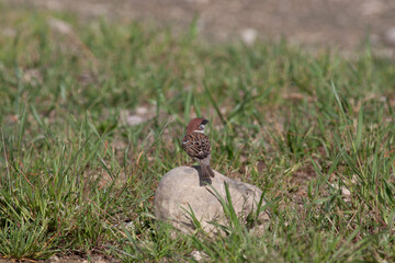 Bird in the wilderness.