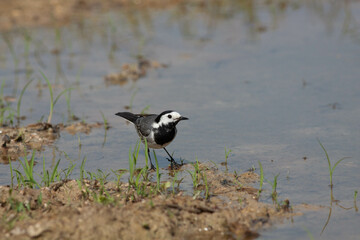 Bird in the wilderness.