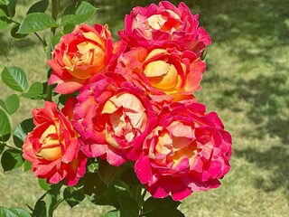 Fototapety na wymiar - Fototapeta24.pl