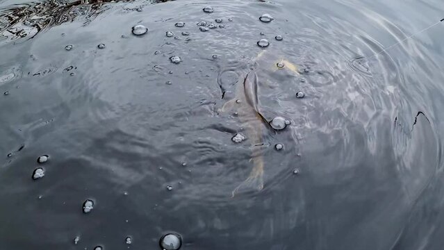 northern pike fish fighting in water hooked on hard bait lure
