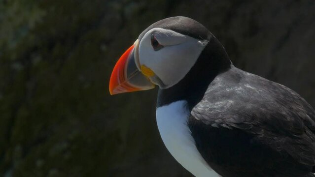 Puffin close up on Skellig Michael Island (County Kerry, Ireland). Atlantic common puffin (Fratercula arctica)