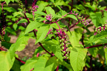Small black poisonous fruits of Phytolacca plant, also known as pokebush, pokeberry, pokeroot or poke sallet and green leaves in a garden in a sunny autumn day, beautiful outdoor floral background