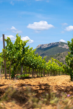 Landscapes in the hills of Tarragona with vineyards in the wine-growing area of the Priorat designation of origin region in Catalonia Spain