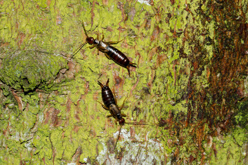 Der Gemeine Ohrwurm (Forficula auricularia)