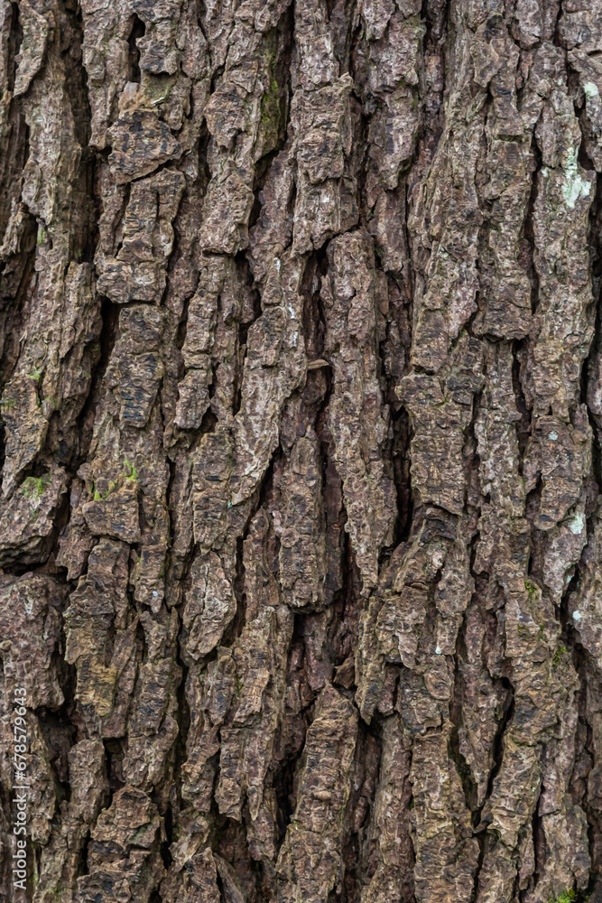 Poster old wood tree texture background pattern