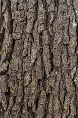 Obraz premium Old Wood Tree Texture Background Pattern