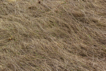 texture of dry grass from top view