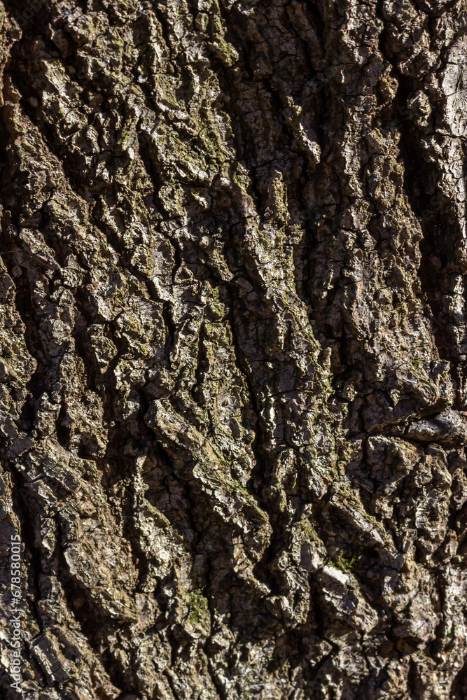 Poster old wood tree texture background pattern
