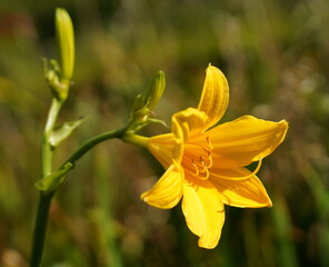 yello daylily,gelbe taglilie