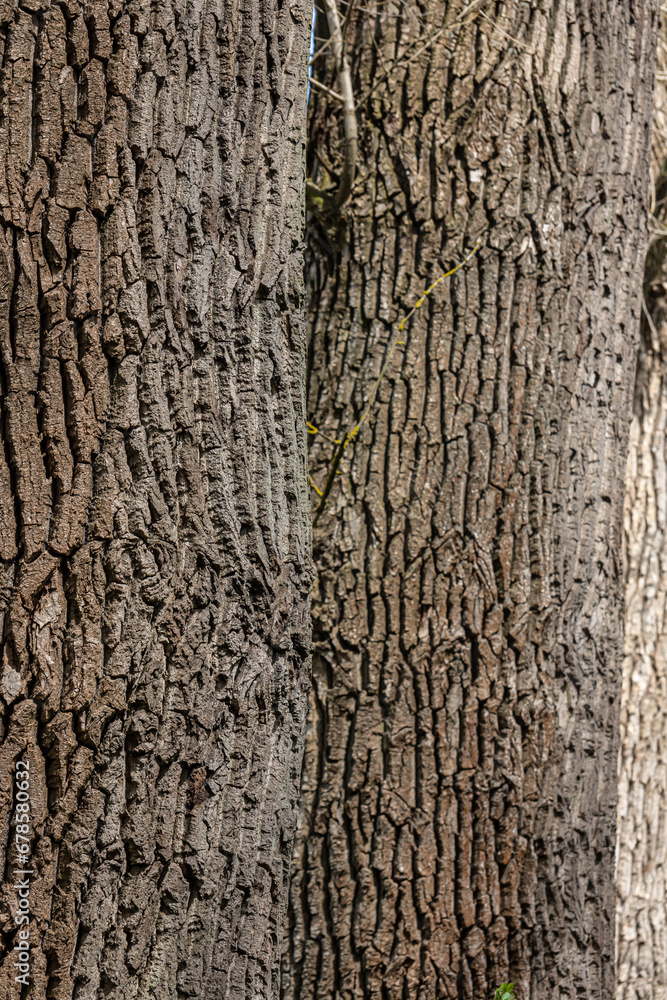 Poster old wood tree texture background pattern