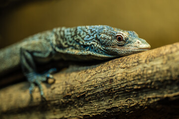 the blue-spotted tree monitor laying on the branch