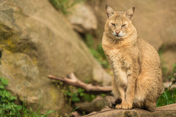 The jungle cat sits on the log and resting