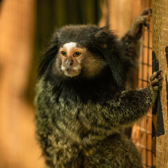 black-tufted marmoset on an old wooden crate