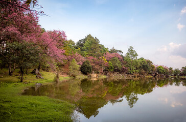 sakura flower and landscape