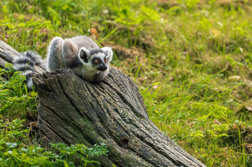 The ring-tailed lemur lying on a fallen tree and observing the surroundings. - Powered by Adobe