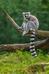 The ring-tailed lemur sitting in a fallen tree and observing the surroundings.