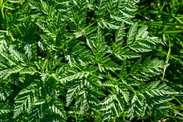 Fototapeta premium Green leaf texture. Green leaves pattern background. Natural background and wallpaper