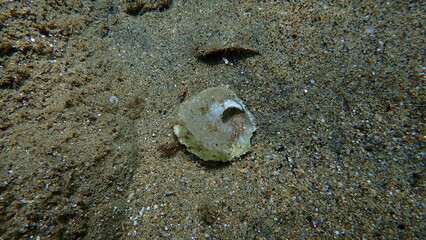 Seashell of saddle oyster or European jingle shell, European saddle oyster (Anomia ephippium) undersea, Aegean Sea, Greece, Halkidiki