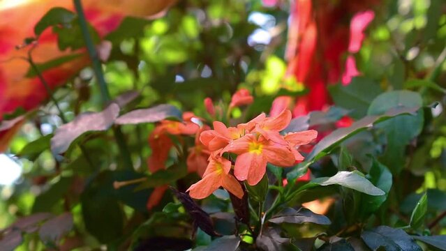 Orange Firecracker flower plant , Orange crossandra infundibuliformis flower blooming and blowing by the wind