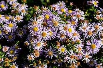 Many small vivid blue flowers of Aster amellus plant, known as the European Michaelmas daisy, in a...