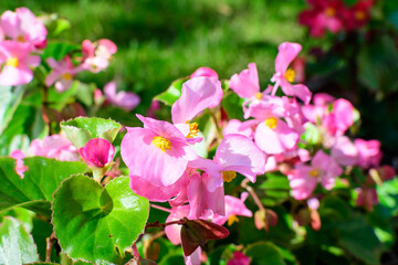 Top view of many vivid pink begonia flowers with fresh in a garden in a sunny summer day, perennial flowering plants in the family Begoniaceae, vivid floral background in direct sunlight.