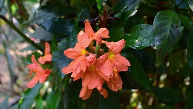 Orange Firecracker flower plant , Orange crossandra infundibuliformis flower blooming and blowing by the wind