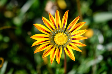 Top view of one vivid yellow and orange gazania flower and blurred green leaves in soft focus, in a garden in a sunny summer day, beautiful outdoor floral background.