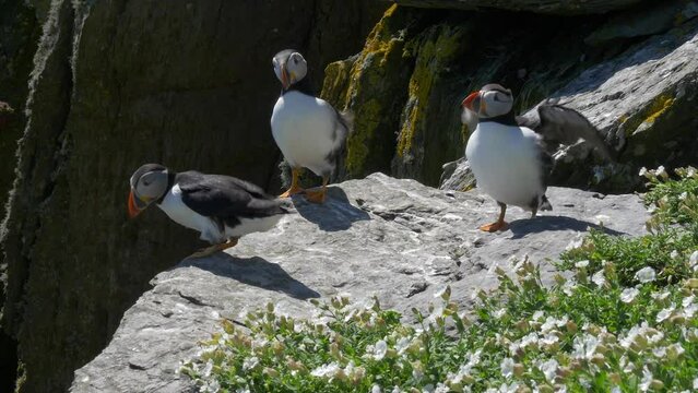 Puffins on Skellig Michael Island (County Kerry, Ireland). Atlantic common puffin (Fratercula arctica)